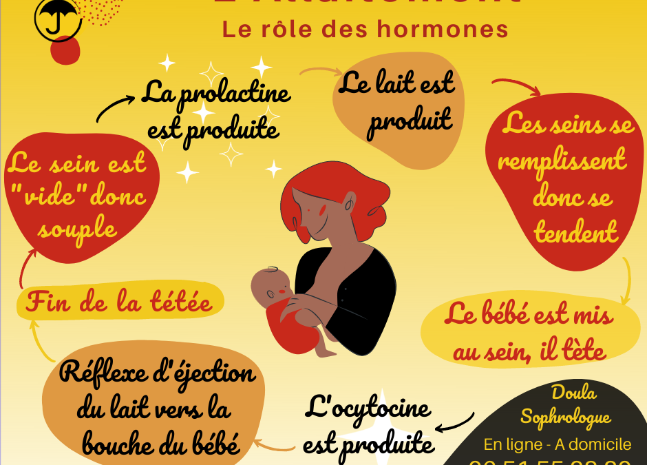 Allaitement – Le rôle des hormones